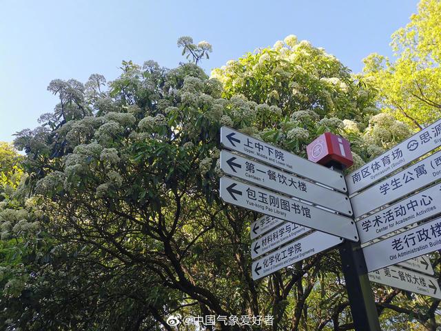 随着天气转暖, 石楠花盛开, 上海交通大学变成吸楠交通大学