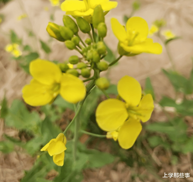 三本独立学院考研, 二战被调剂到二区二本, 继续三战还是上岸