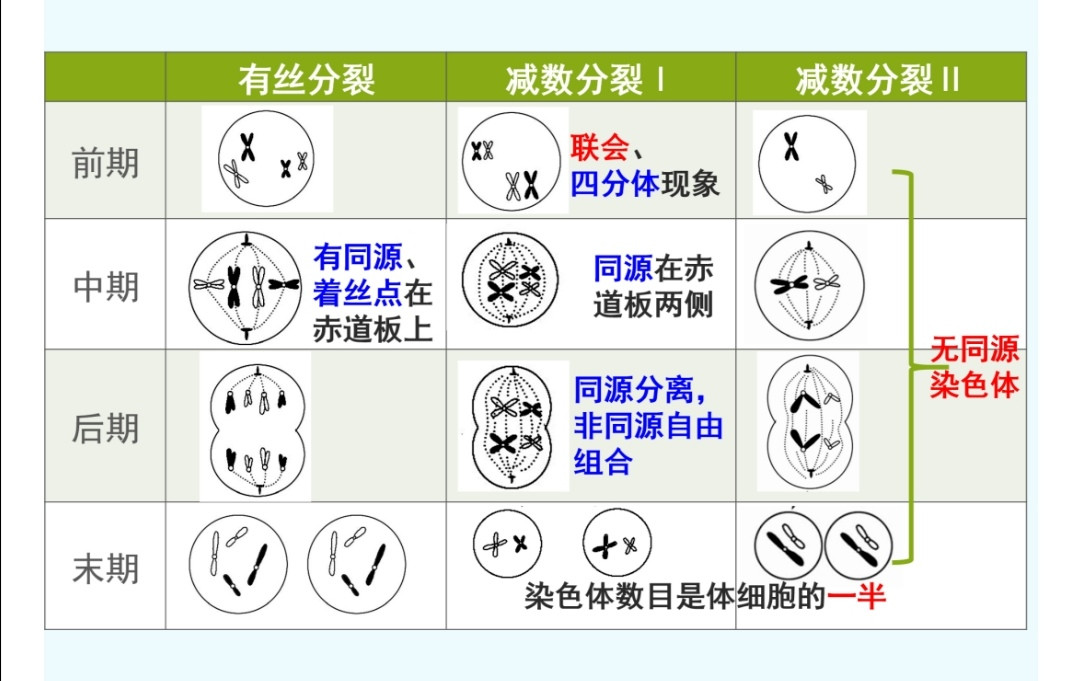 高中生物减数分裂和有丝分裂的区分、相关知识点总结, 学习干货