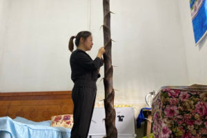 真“笋到家了”! 益阳一女教师宿舍长出近3米高竹笋
