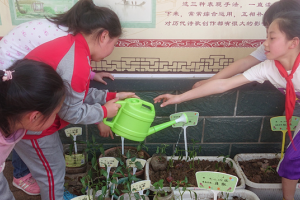 十堰武当山溜西门小学: 小小菜农学种菜 劳动教育促成长