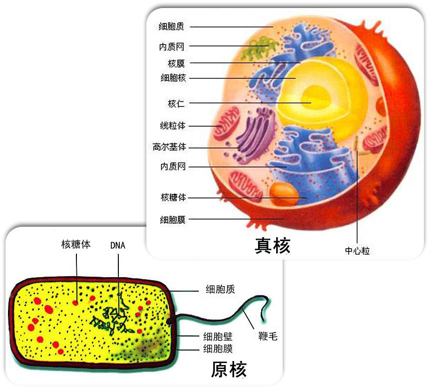 高二遗传学, 学不明白怎么办? 一份
生物必修二知识点帮助你!