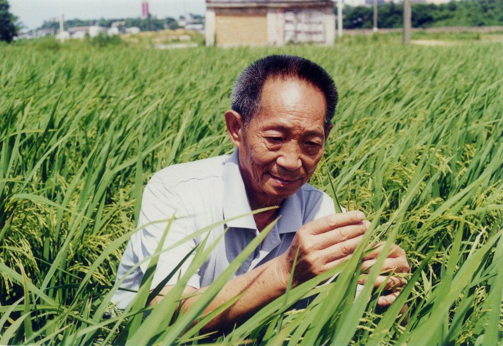 这是袁隆平的母校, 农学、师范实力强劲, 有望入选双一流一流大学