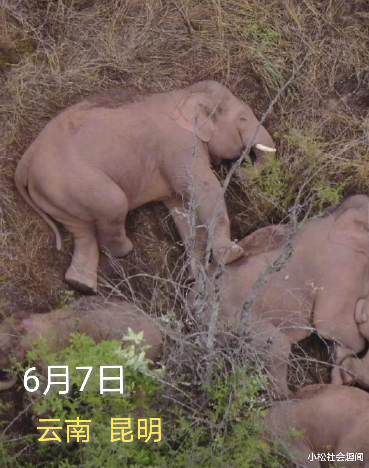 “高考首日”, 云南“野象群”全部暂停迁移, 一家人睡得整整齐齐