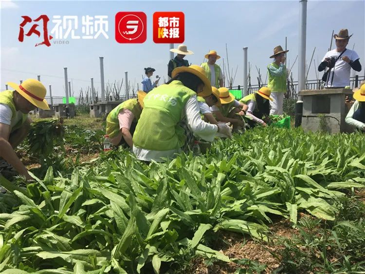 西安一高校楼顶成空中农场，占地3200㎡！都种了啥？