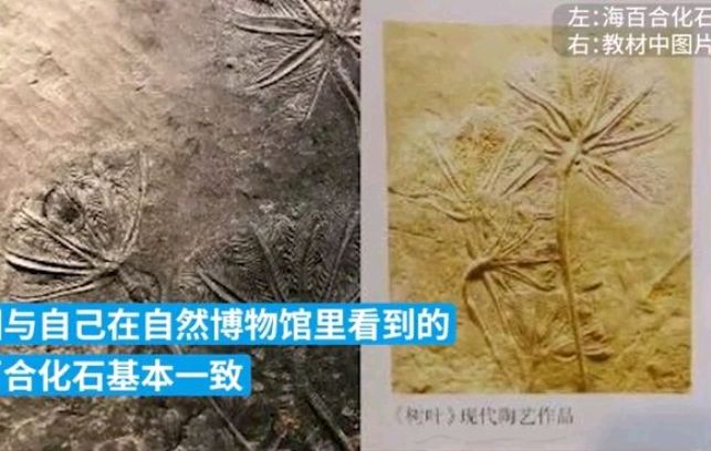 又一位小学生发现教科书错误, 网友: 是小孩聪明, 还是大人马虎了