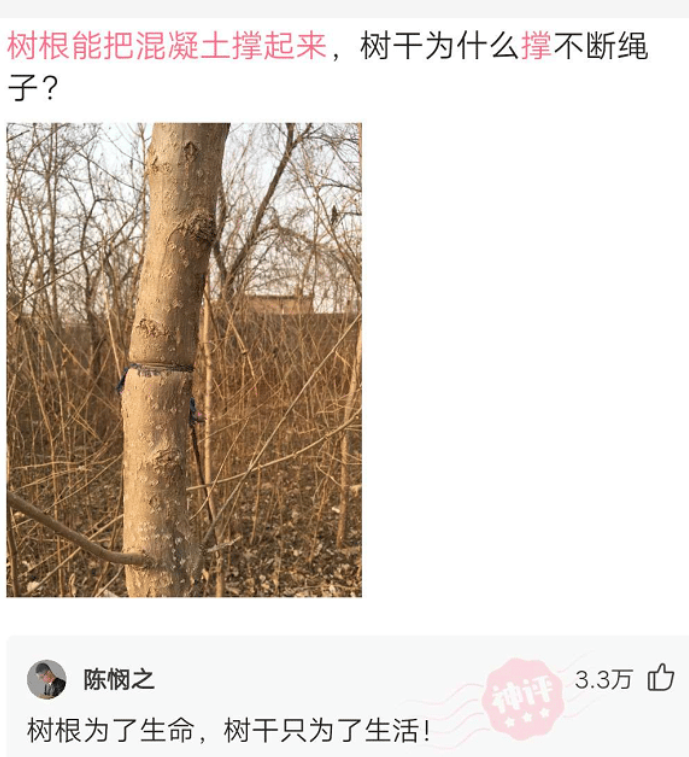 “树根能把混凝土撑起来, 树干为什么撑不断绳子呢? ”哈哈