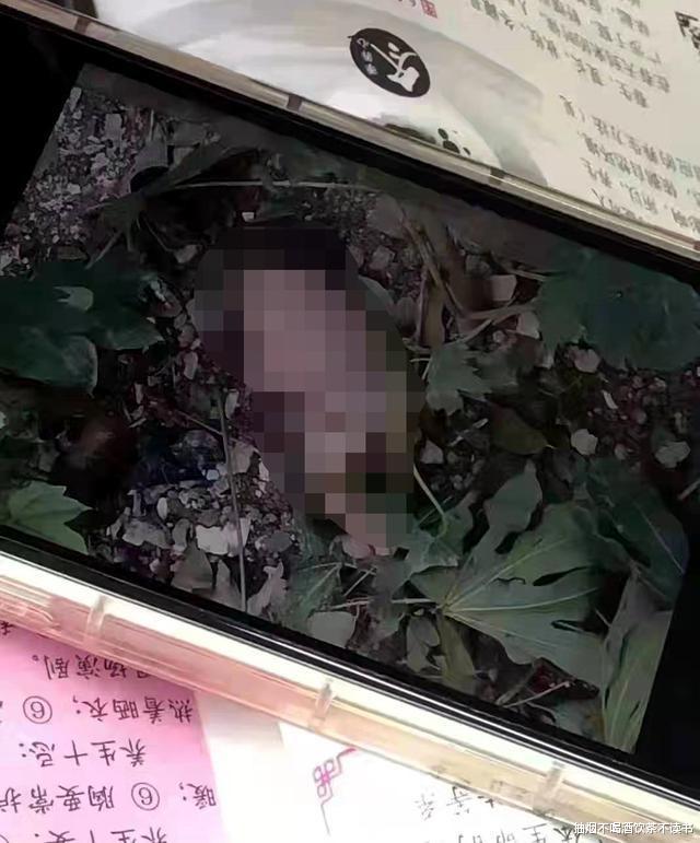 又见校园产子悲剧, 女大学生生娃幸福吗? 天堂和地狱只差一张纸