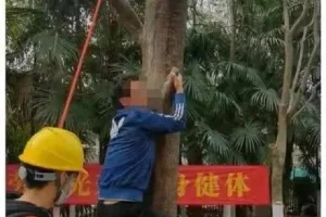 杭州一高校开设“爬树课”纳入学分, 后勤绿化师傅当主讲老师!