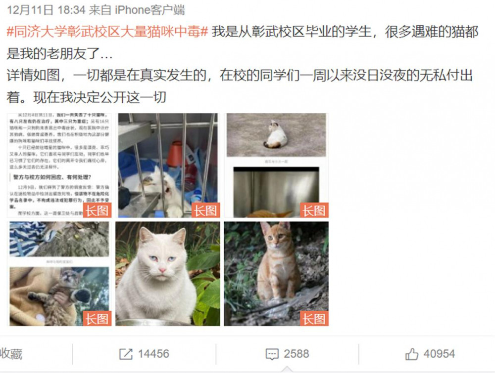 同济大学十余只流浪猫中毒致死，学生：猫碗中检测出化学物