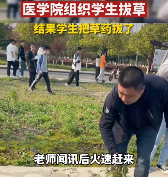 医学院组织学生拔草, 女生拔药草却沾沾自喜, 这是拿无知当可爱?