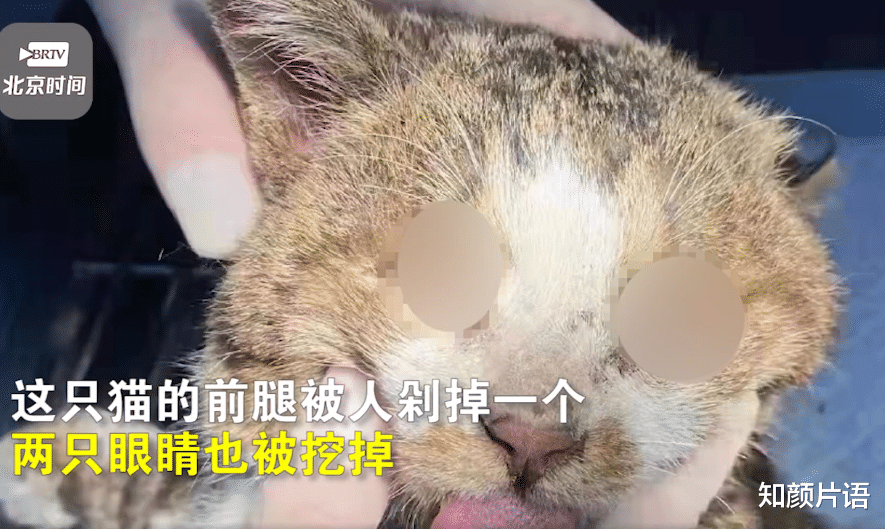 高校流浪猫遭虐待被剁腿挖眼, 人性为何残忍至此