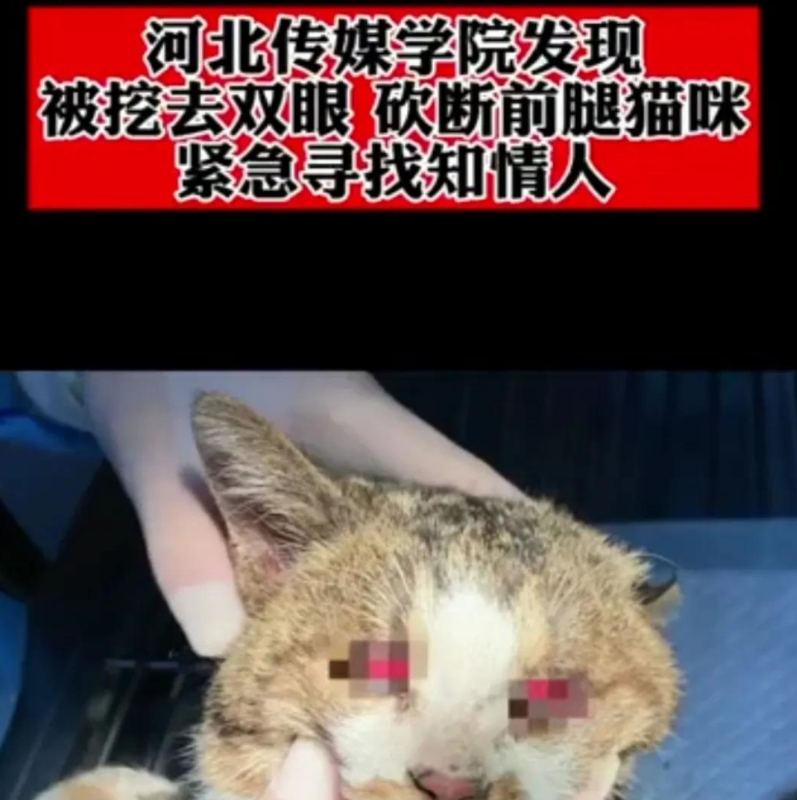 河北传媒学院学生虐猫, 挖眼砍腿, 精英集团回应: 该上哪反映反映去