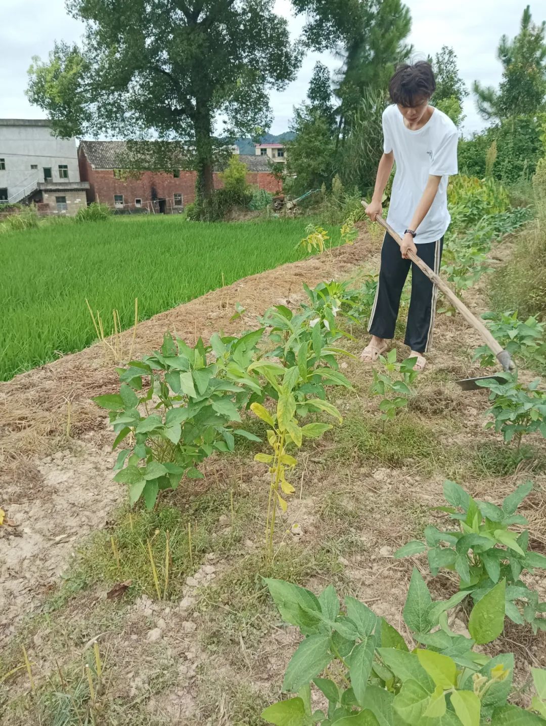 农活高考两不误, 他从土里刨出一季的收获, 也刨出一个家庭的希望