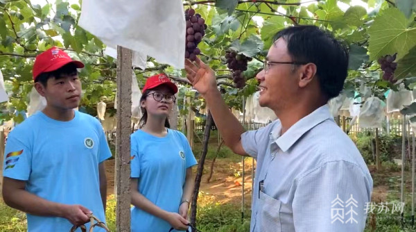 发挥专业优势，助力乡村振兴！江苏农林职业技术学院开启云端助农模式