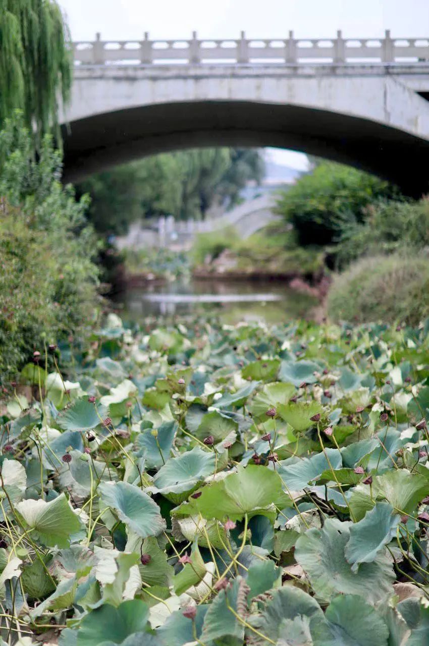 知否，知否，济南幼儿师范高等专科学校秋意正浓