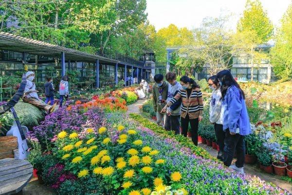 两万余株秋菊绽放校园! 武汉这所高校请师生赏菊品蟹