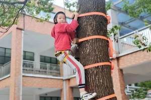 上体育课让学生学爬树？君子不立于危墙之下，要保障学生安全