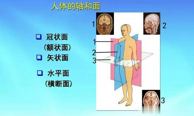 解剖学常用的术语和名称