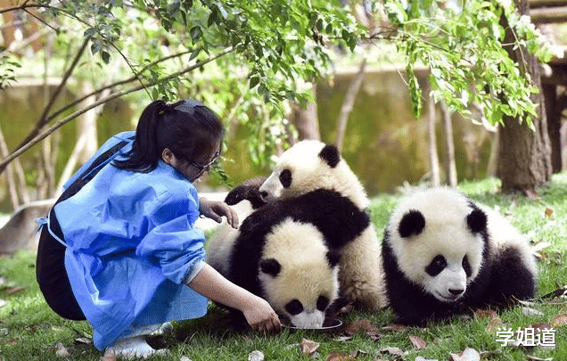 毕业生心动工作: 大熊猫饲养员, 收到数百份简历, 录取却不容易