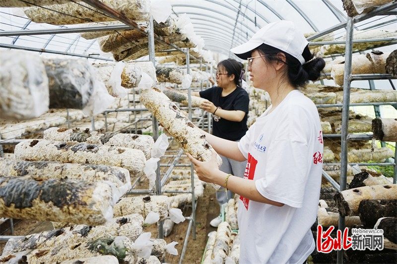 科技助农兴! 河北师范大学学生赴阜平县开展暑期社会实践