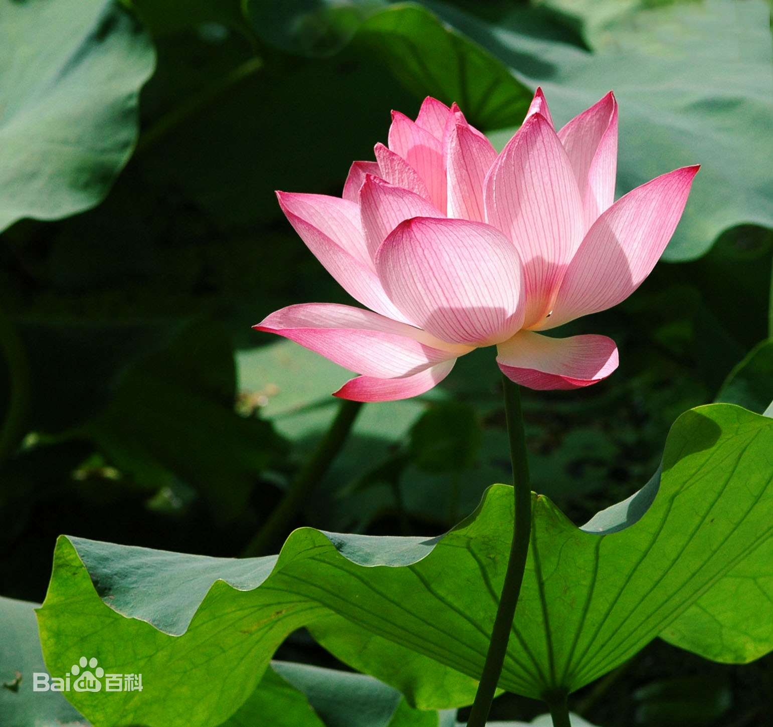 鞠躬尽瘁为教育 死而后已溢芳馨