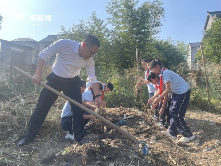 秋收啦! 校长教孩子们挖番薯, 这堂劳动课真是热火朝天