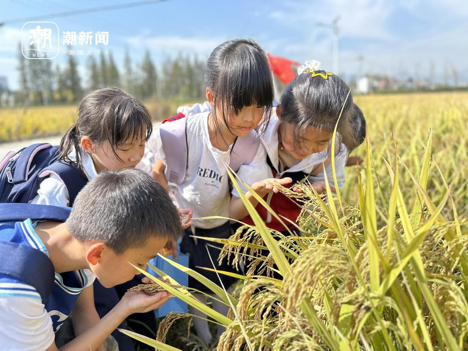 这群小学生走入田野拾稻穗, 有收获的喜悦, 也有劳动的艰辛