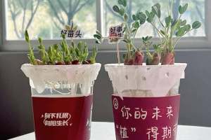 送上“好苗头”! 南京工程学院为考研学子培育专属绿植