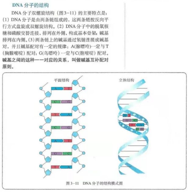【面试教案】高中生物——《DNA分子的结构》