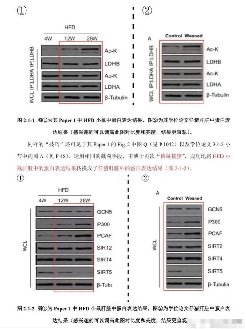 学生公布华中农大教授“造假证据”: 将鼠的实验结果转移给猪