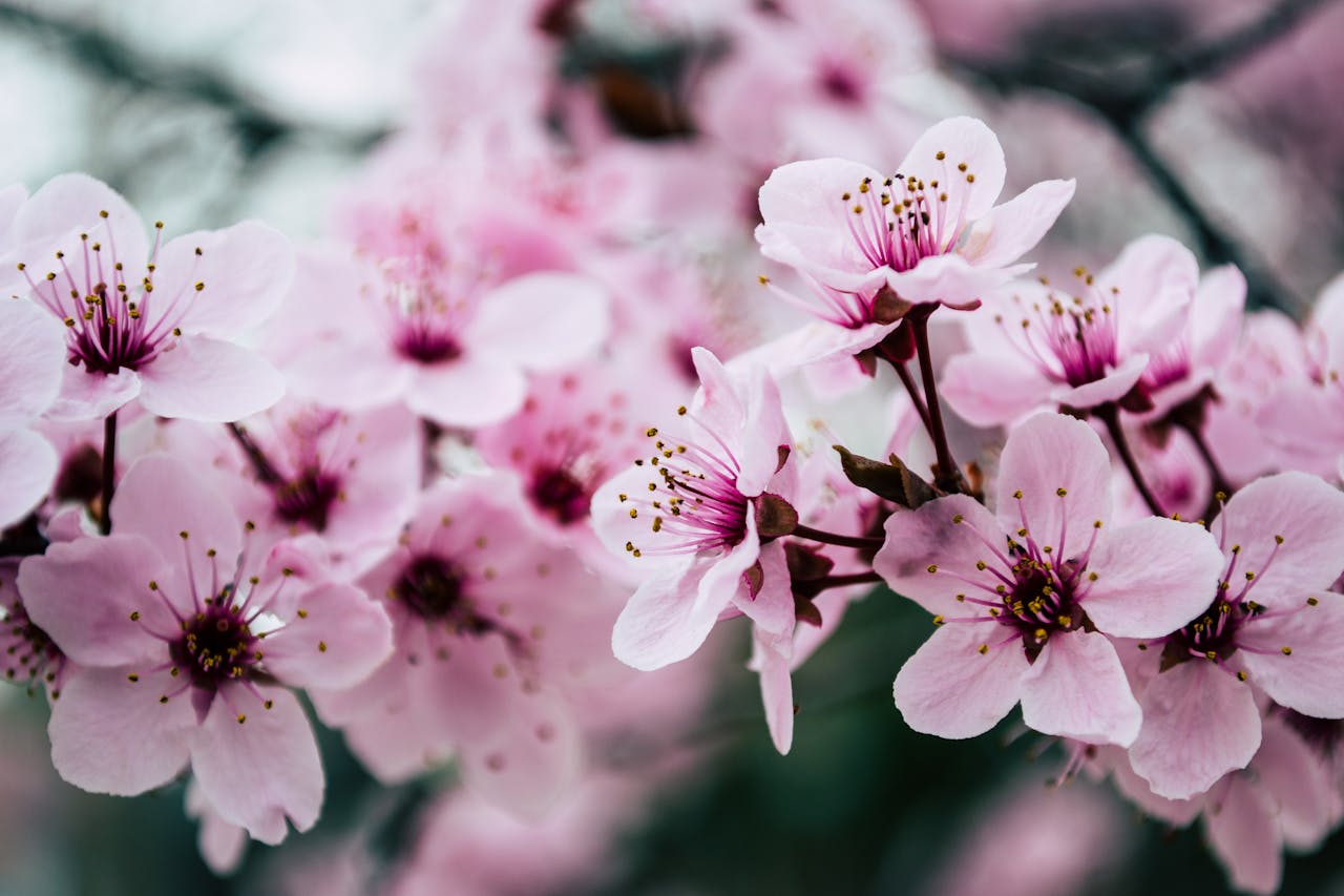 春天到了, 花开了! “开花”用英语怎么说?