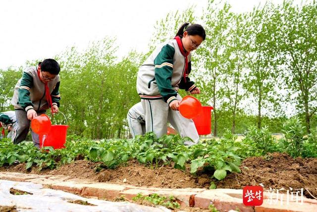 校园里有块菜地, 劳动课上学生们变身“菜农”