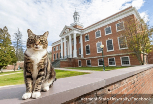 一只猫竟然大学毕业了, 还被授予博士学位