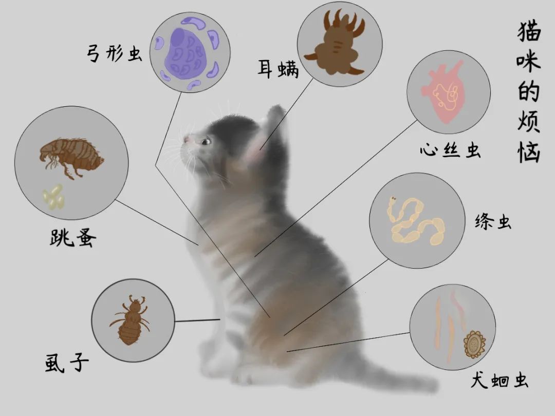 山西医科大学汾阳学院举办第二届病原生物学形态绘图大赛